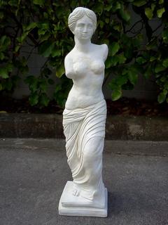 Large venus $130