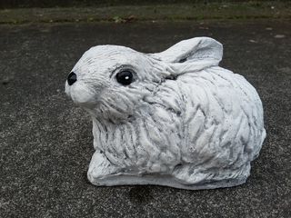 Rabbit sitting $20