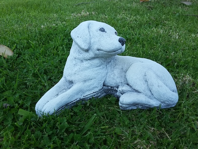 Labrador 30