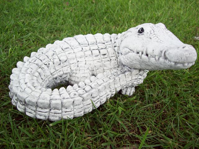 Crocodile $25