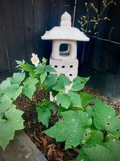 Japanese lantern $130