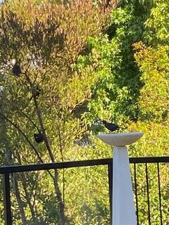 Tui in modern birdbath